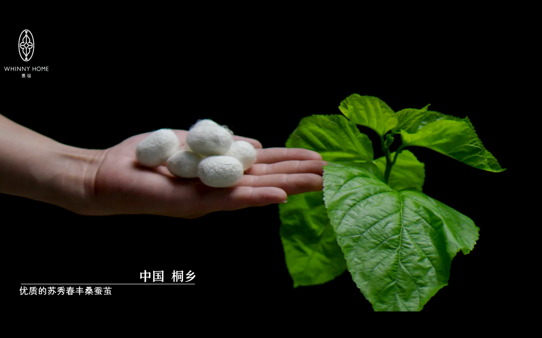 Silkworm cocoons and mulberry leaves in the Huiyi film